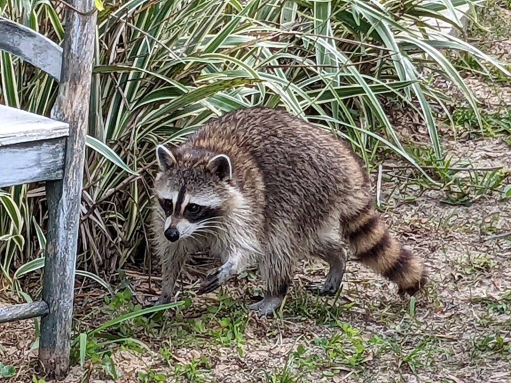 Lake front cottage in Marion County (FL)