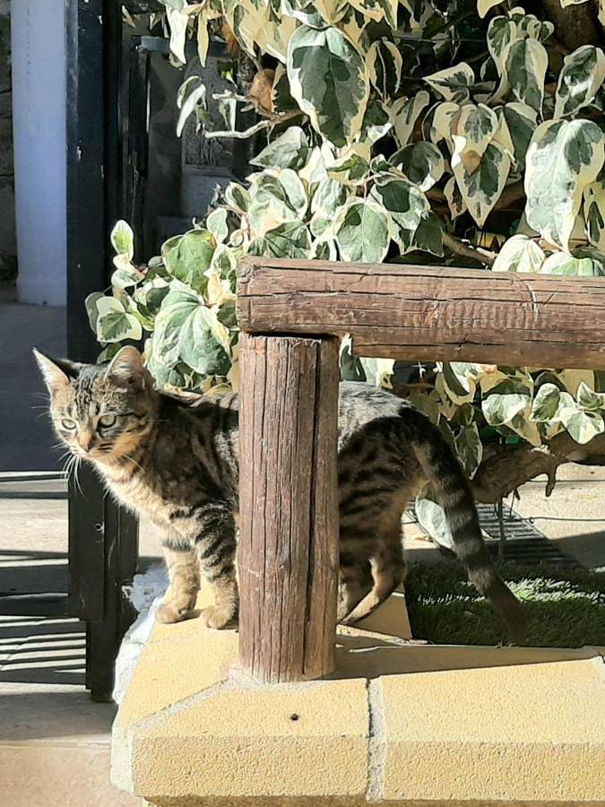 Gîte pour 2 personnes, avec piscine ainsi que jardin et vue, animaux acceptés à Ronda - 4