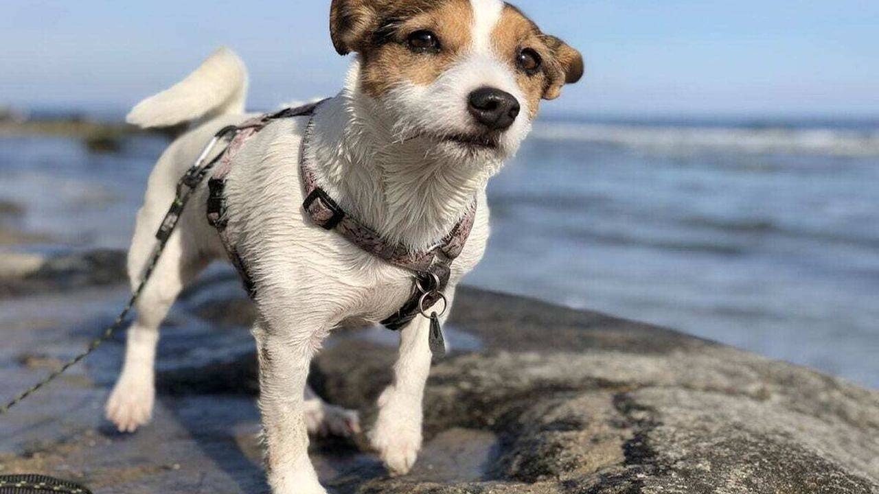 Ferienhaus für 2 Personen (85 m²) in Langballig in Langballig, Flensburger Förde