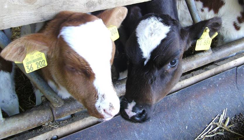Bauernhof für 4 Personen, mit Ausblick und Garten sowie Terrasse, kinderfreundlich auf Eiderstedt - 2