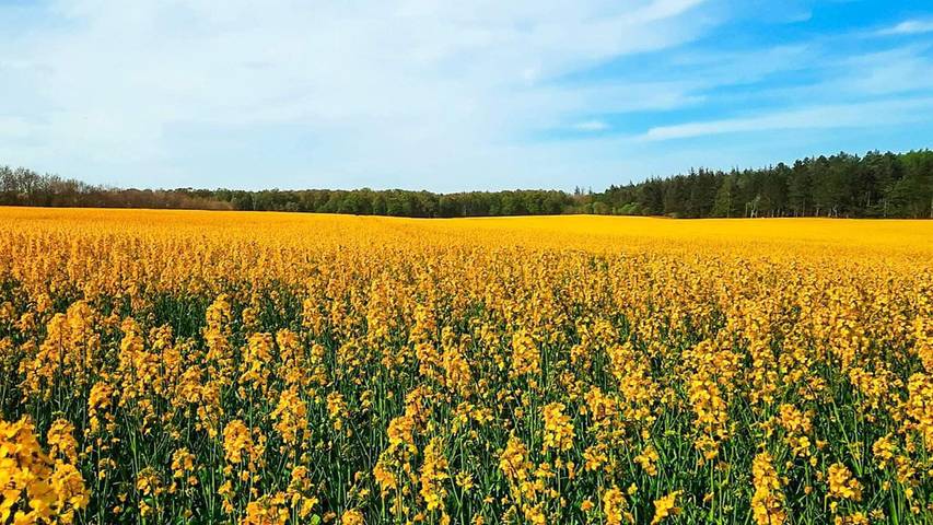 Ferienhaus für 7 Personen, mit Terrasse in Bønnerup Strand - 4