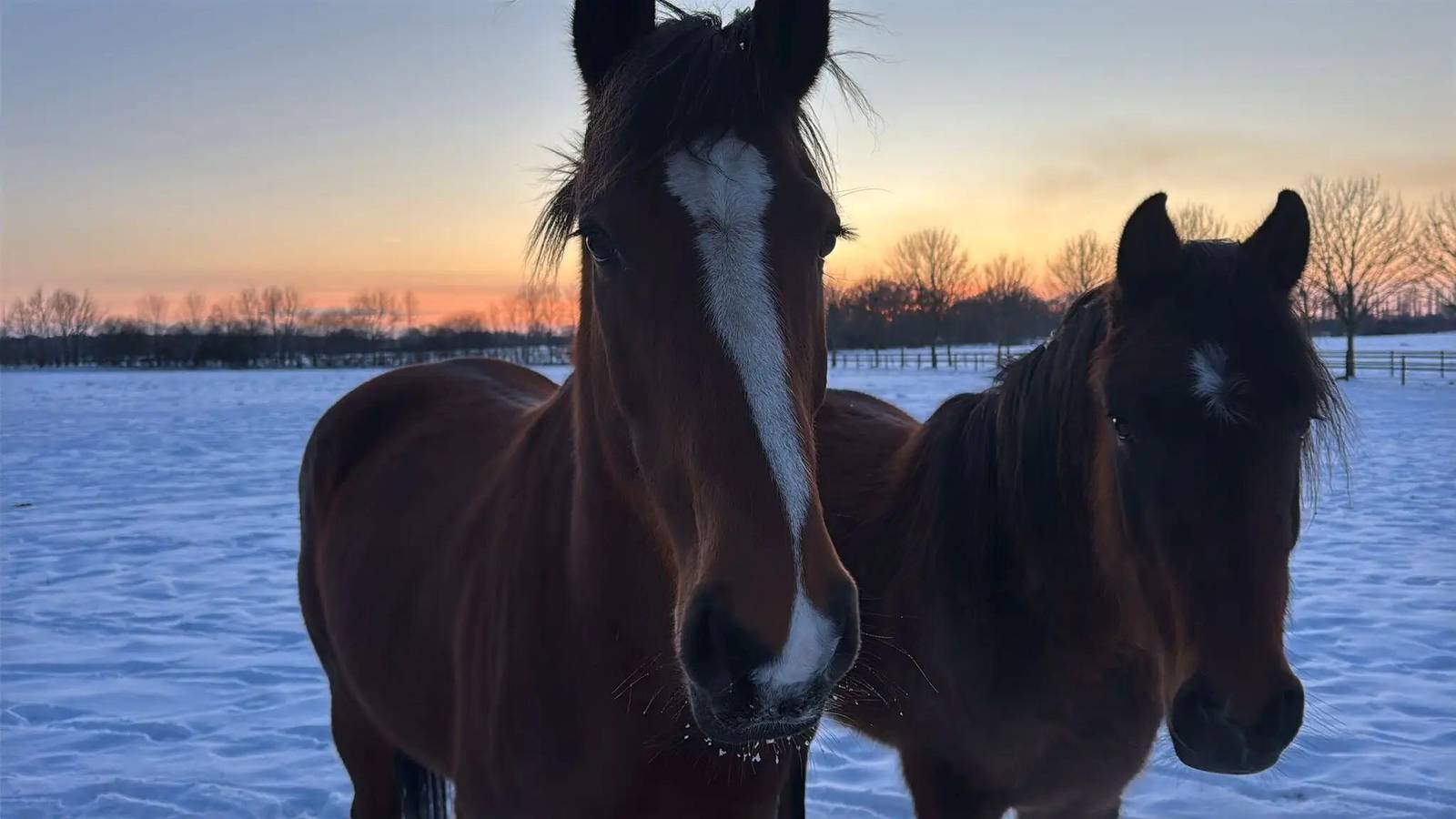 Ganze Wohnung, Apartment 'Niemark Gestüt Kriseby' mit Gemeinschaftsterrasse und Wlan in Sankt Jürgen, Lübeck