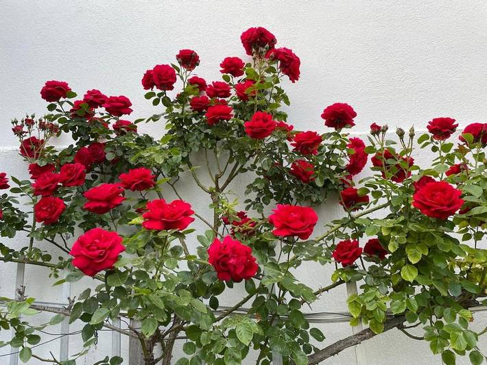 Location de vacances pour 10 personnes, avec jardin ainsi que sauna et vue, animaux acceptés à L'Haÿ-les-Roses - 2