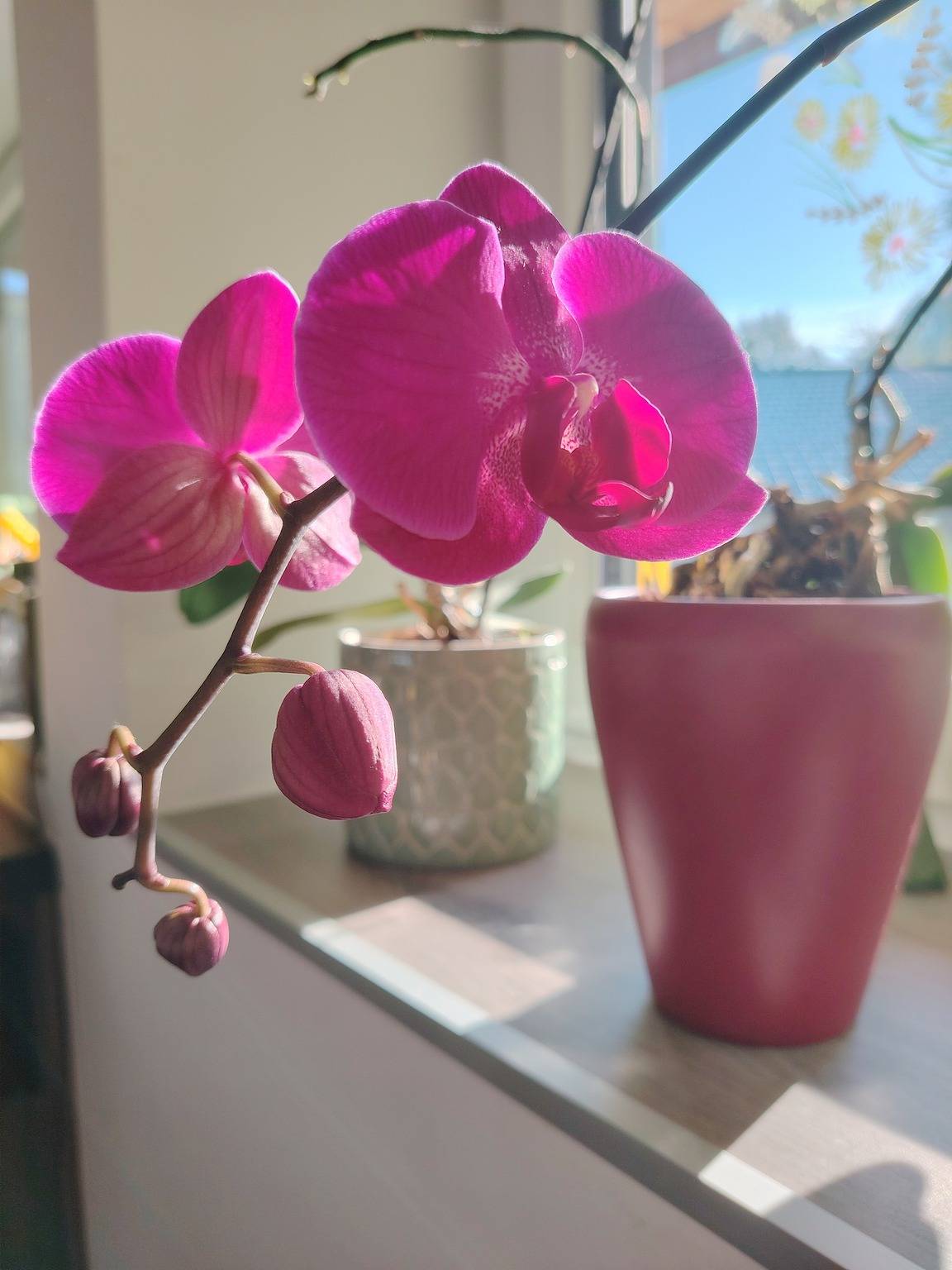 Ganze Ferienwohnung, Suite Orchidee - Salzkammernest in Bad Ischl, Bezirk Gmunden
