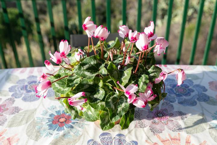 Entire apartment, Idyllic Holiday Apartment "Simona" near the Beach with Terrace and Wi-Fi in Spiaggia di Fetovaia (Campo nell'Elba), Campo nell'Elba