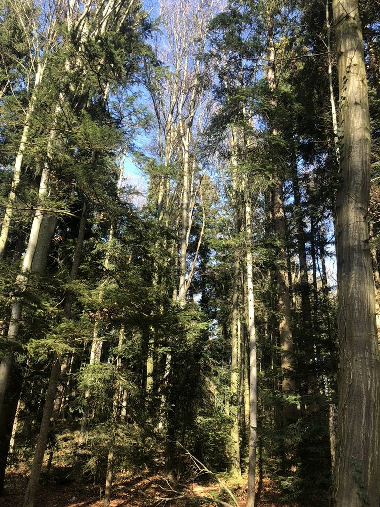 Ganze Ferienwohnung, Ferienwohnung Sommerfrische - Ferienwohnung 65 qm mit Blick in die Natur in Prien, Prien am Chiemsee
