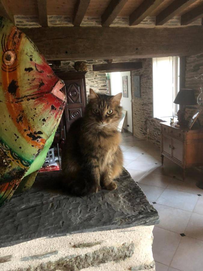 Chambre d’hôte pour 4 personnes, avec jardin et vue ainsi que piscine et terrasse dans le Morbihan - 2