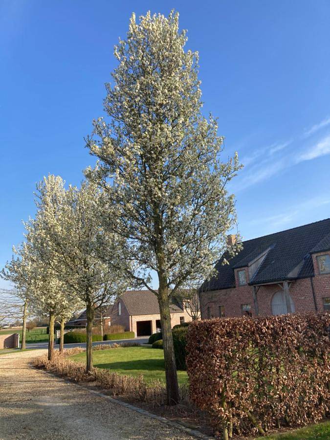 Location de vacances pour 5 personnes, avec jardin et vue à Aalter