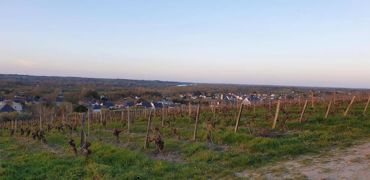 Clos sainte catherine in Rochefort-sur-Loire, Vallée de la Loire