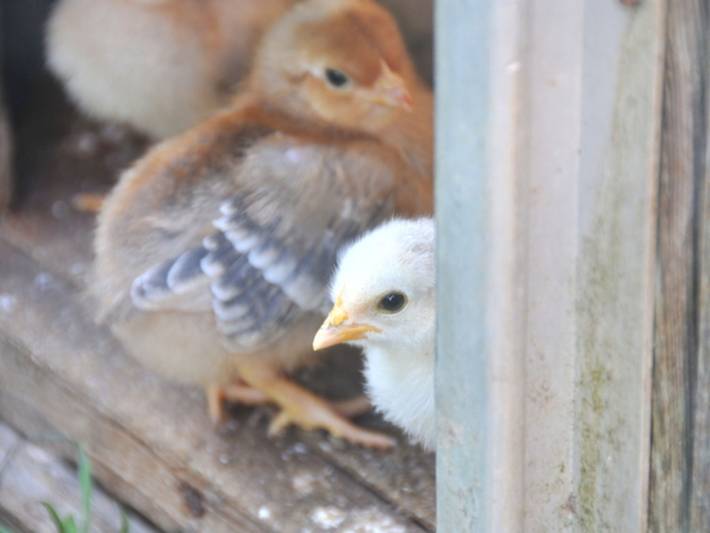 Ferienwohnung für 2 Personen, mit Garten und Terrasse, mit Haustier in Saal - 4