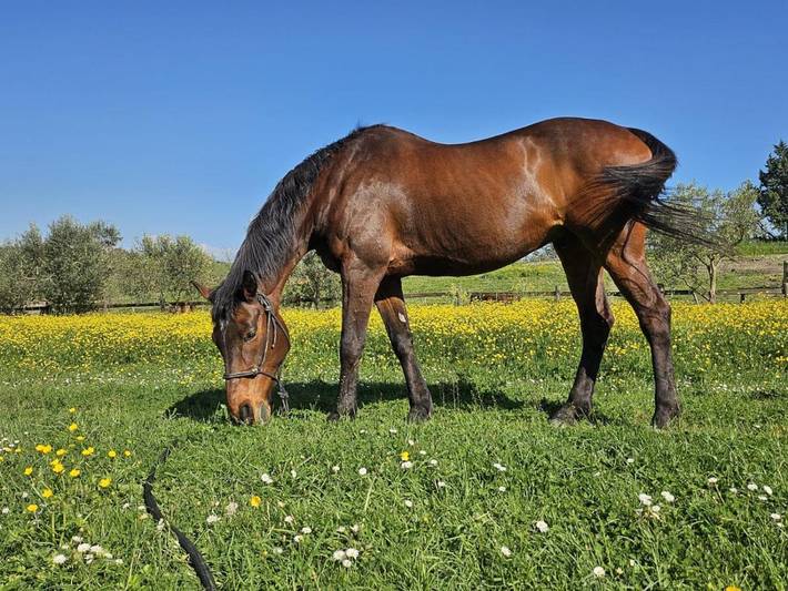 Agriturismo voor 6 personen, with Terras and Tuin as well as Zwembad and Uitzicht in Rome