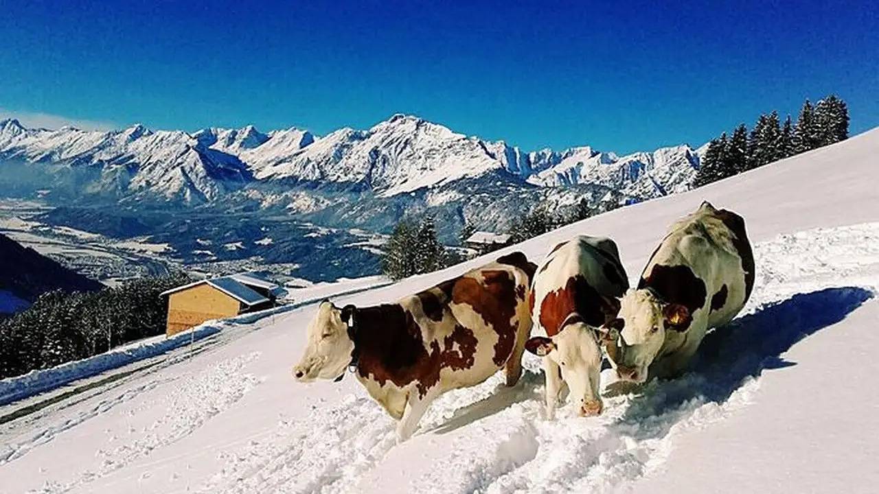 Appartement de vacances entier, Ferienwohnung für 4 Personen (52 m²) in Weerberg in Alpes de Tux, Weerberg