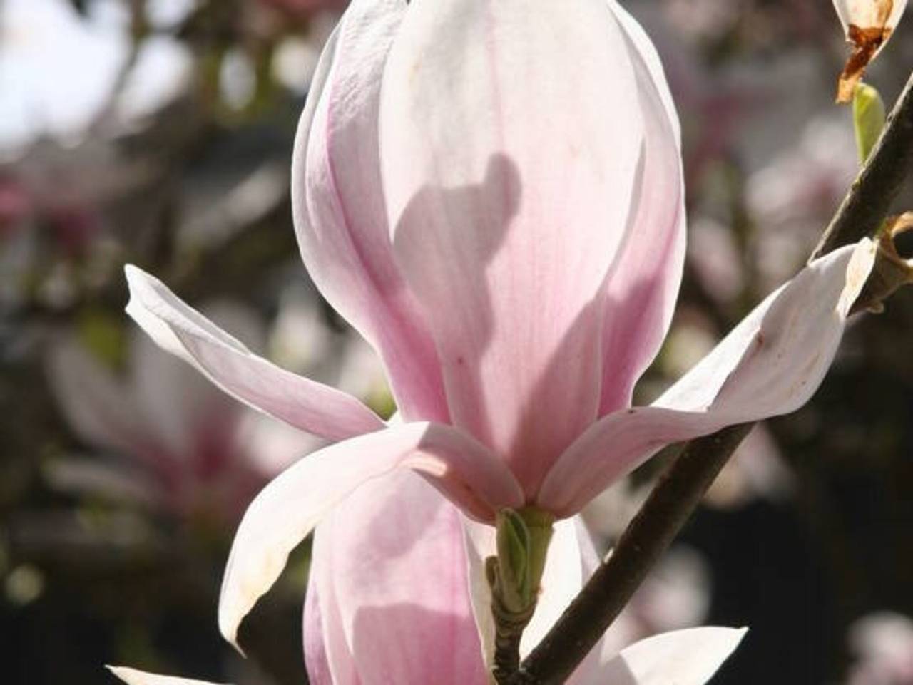 Ferienhaus am Alten Stiftshof - Ferienhaus, 80 qm, 2 Schlafzimmer, 1 Wohnzimmer, Terrasse, max. 4 Personen in Überlingen, Region Bodensee-Oberschwaben