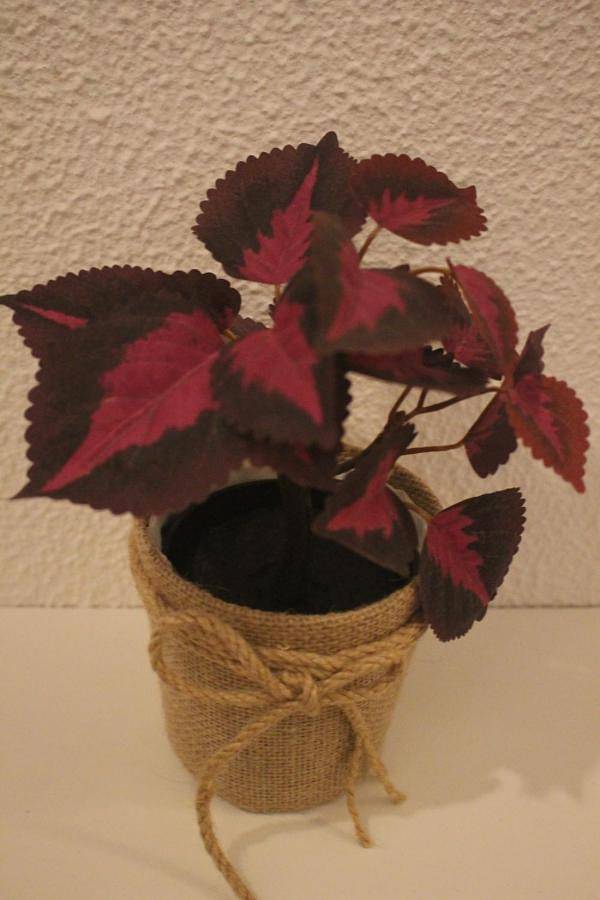 Location de vacances pour 6 personnes, avec jardin et vue dans Santa Marinha do Zêzere - 3