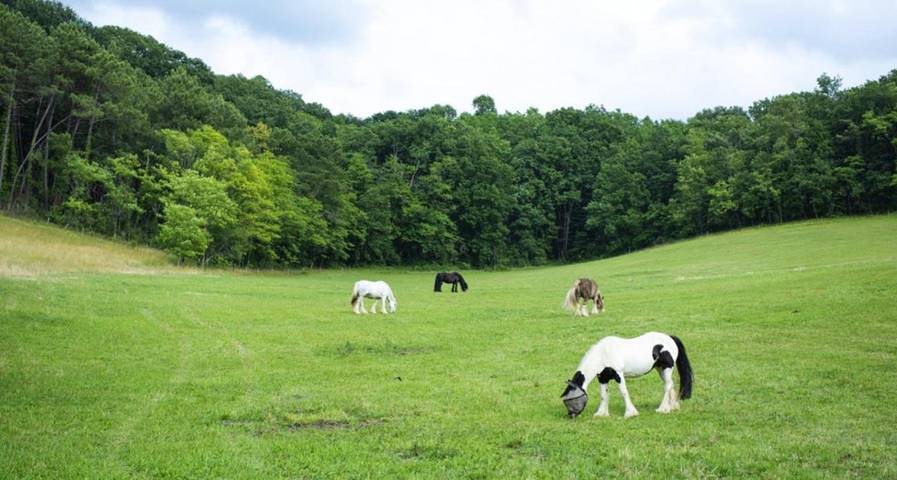 Location de vacances pour 4 personnes, avec piscine et vue sur le lac, animaux acceptés à La Bachellerie