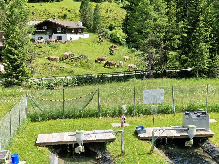 Ganze Ferienwohnung, Gamsberg in Stubaier Alpen, Obernberg am Brenner