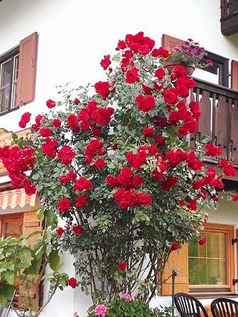 Pension in Ramsau bei Berchtesgaden - 2