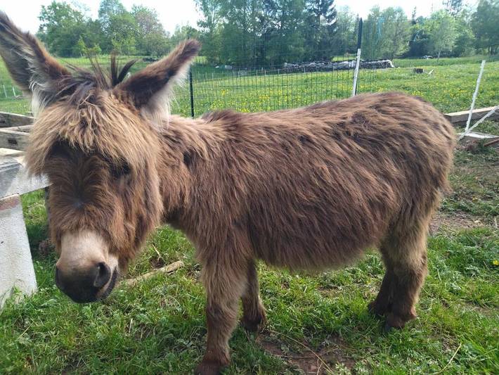 Gîte pour 4 personnes, animaux acceptés à Taintrux - 2