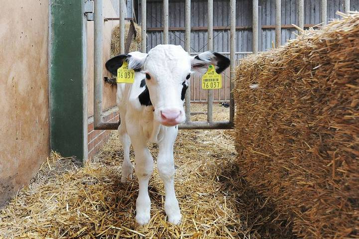 Agriturismo für 5 Personen, mit Terrasse und Garten in Dunum - 4