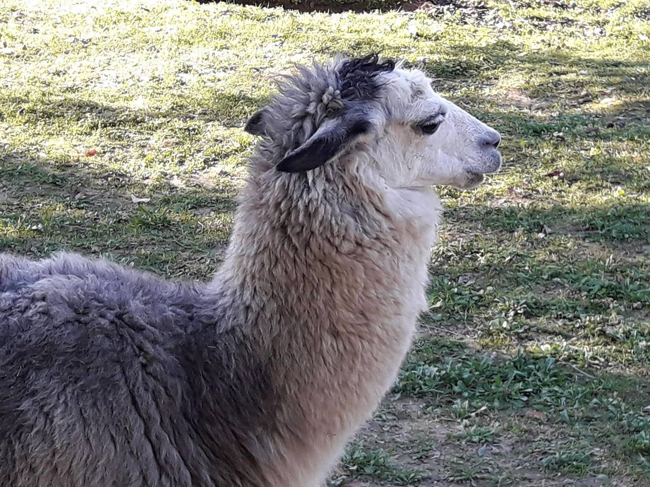 Bauernhaus in der Toskana mit Pool bei Montecastello in Pontedera, Pisa Provinz