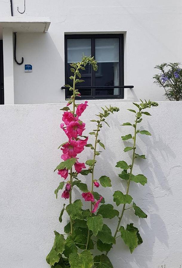 Gîte pour 2 personnes, avec vue et terrasse à Locmiquélic - 3