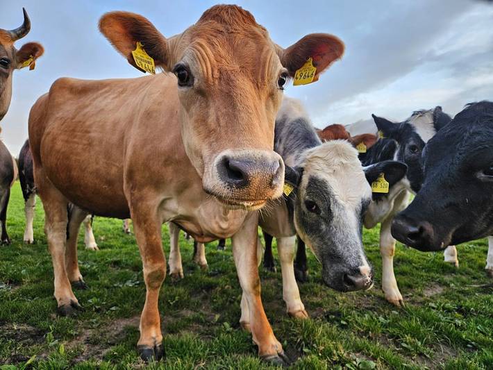 Ferienhaus für 3 Personen, mit Garten und Balkon in Unterallgäu - 3