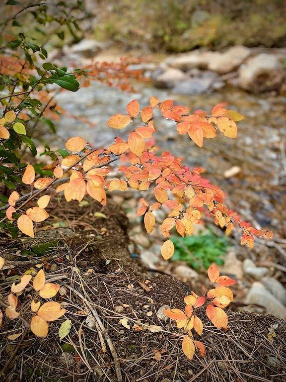 Rustic Riverside Cabin with Patio — Family Escape in Boulder County