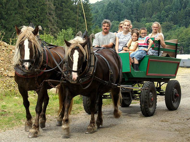 Ganze Ferienwohnung, Erlebnisbauernhof Kopf - Ferienwohnung Waldblick, 48qm, 1 Schlafzimmer, max. 4 Personen in Seelbach, Mittlerer Schwarzwald