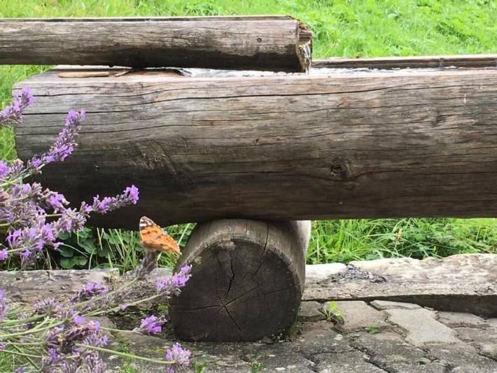 Hütte für 4 Personen, mit Garten in Grindelwald - 4