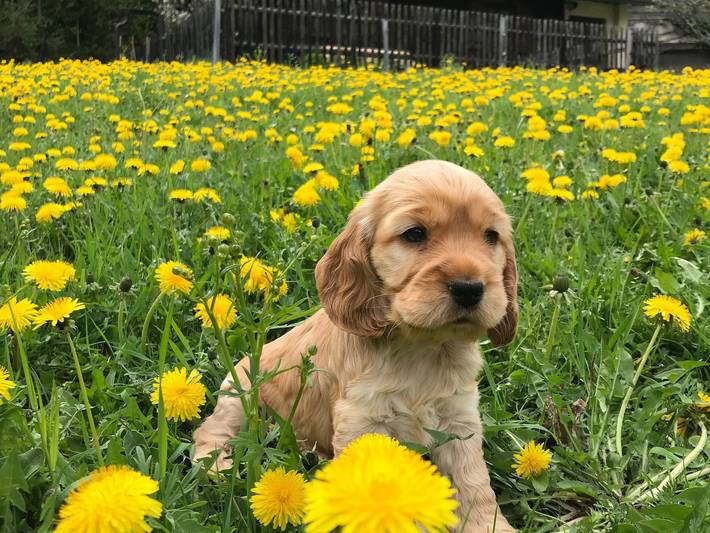 Ferienhaus für 4 Personen, mit Ausblick und Pool sowie Garten, mit Haustier in Österreich - 3
