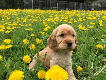 Ferienhaus für 4 Personen in Teufenbach-Katsch, Steiermark, Bild 2