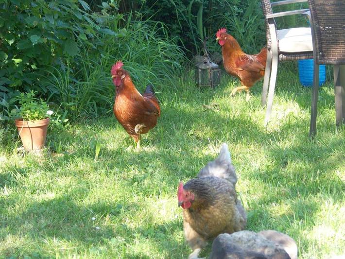 Ferienhaus für 5 Personen, mit Seeblick und Ausblick sowie Garten im Allgäu - 4