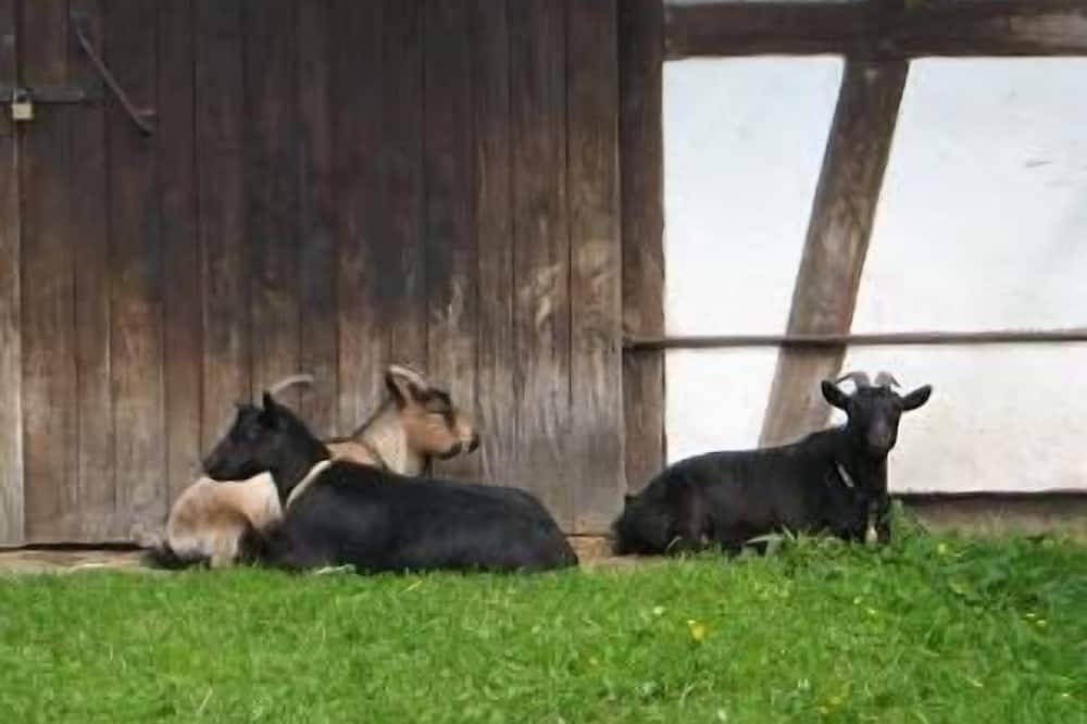 Ganze Wohnung, Ferienwohnung Bernlohe für 1 - 4 Personen mit 1 Schlafzimmer - Ferienwohnung in Roth, Frankenalb