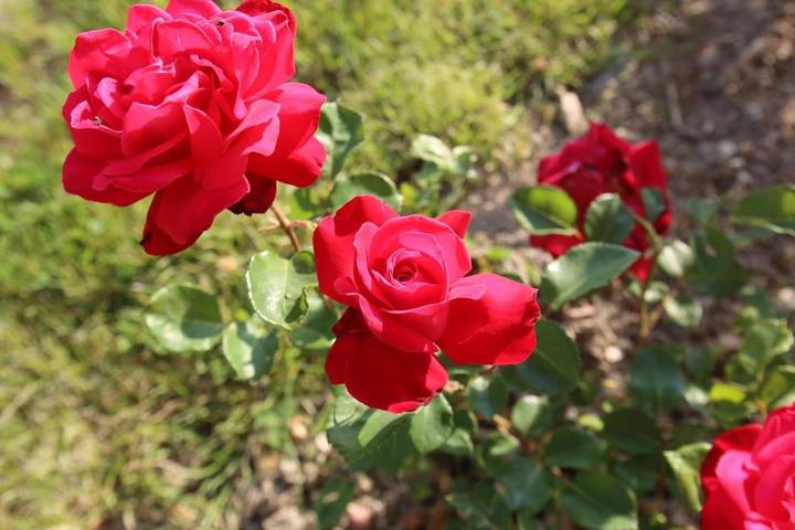 Location de vacances pour 6 personnes, avec piscine ainsi que jardin et vue à Châtellerault - 4