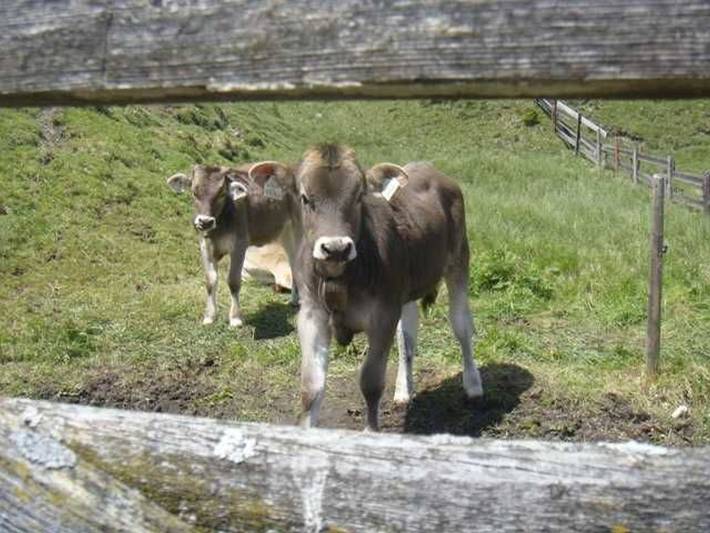 Bauernhaus für 4 Personen, mit Ausblick und Garten sowie Terrasse in Innsbruck und Umgebung - 4