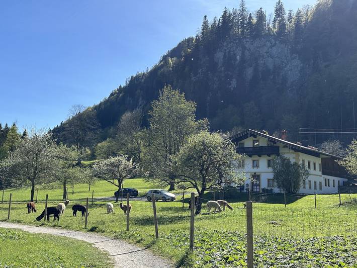 Ganze Ferienwohnung, Alpaka-Hof Landinger - Zellerhorn Ferienwohnung 39 qm, ein Schlafzimmer und Wohnzimmer in Kampenwand, Aschau im Chiemgau