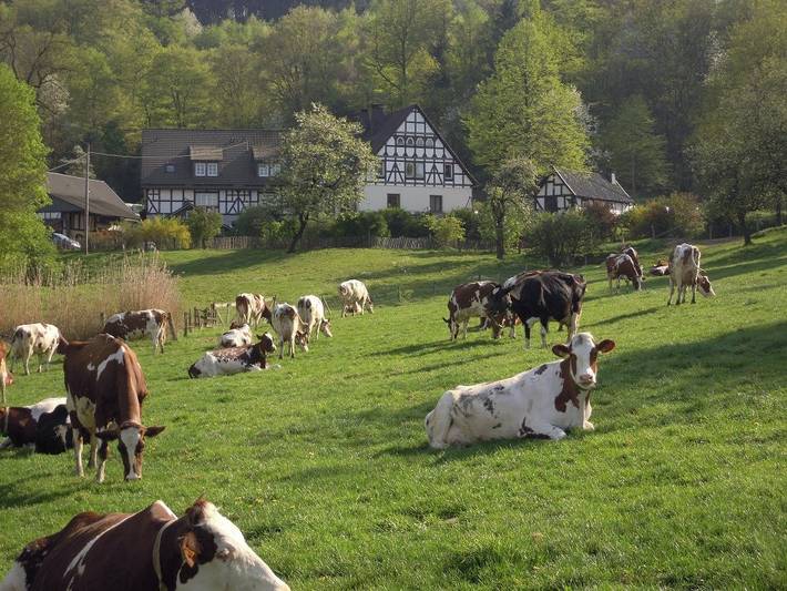 Bauernhof für 3 Personen, mit Balkon und Balkon/Terrasse sowie Terrasse und Garten in Nordrhein-Westfalen - 3