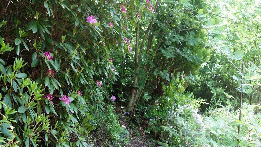 Location de vacances pour 4 personnes, avec balcon, animaux acceptés à Seebach (Ortenaukreis) - 3