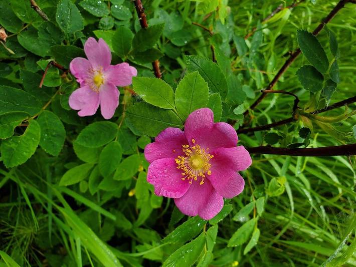 Ferielejlighed for 2 personer, med have og terrasse - 1