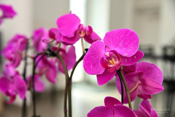 Location de vacances pour 2 personnes, avec terrasse et jardin à La Gaubretière - 2