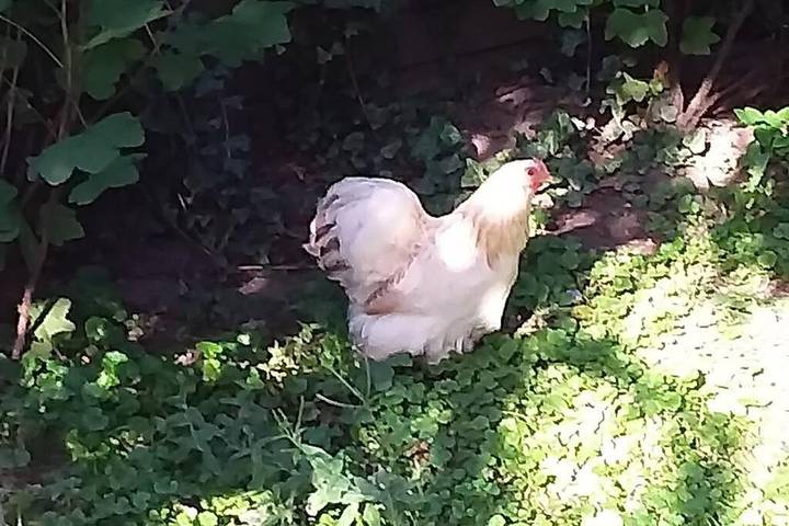 Location de vacances pour 5 personnes, avec jardin à Dordrecht - 2