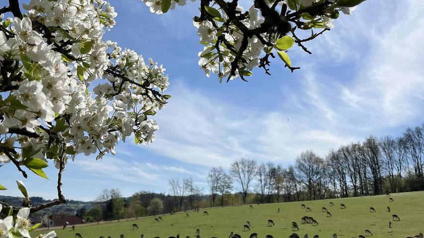 Ferienwohnung für 2 Personen, mit Balkon in Wadern - 2