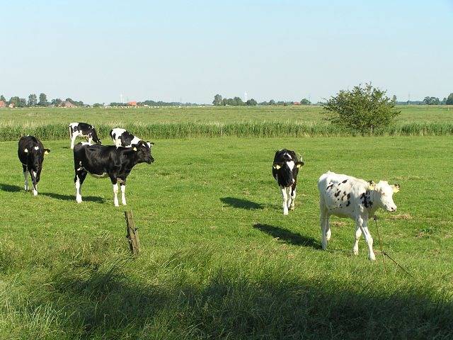 Ferienhaus für 4 Personen, mit Garten in Werdum - 4
