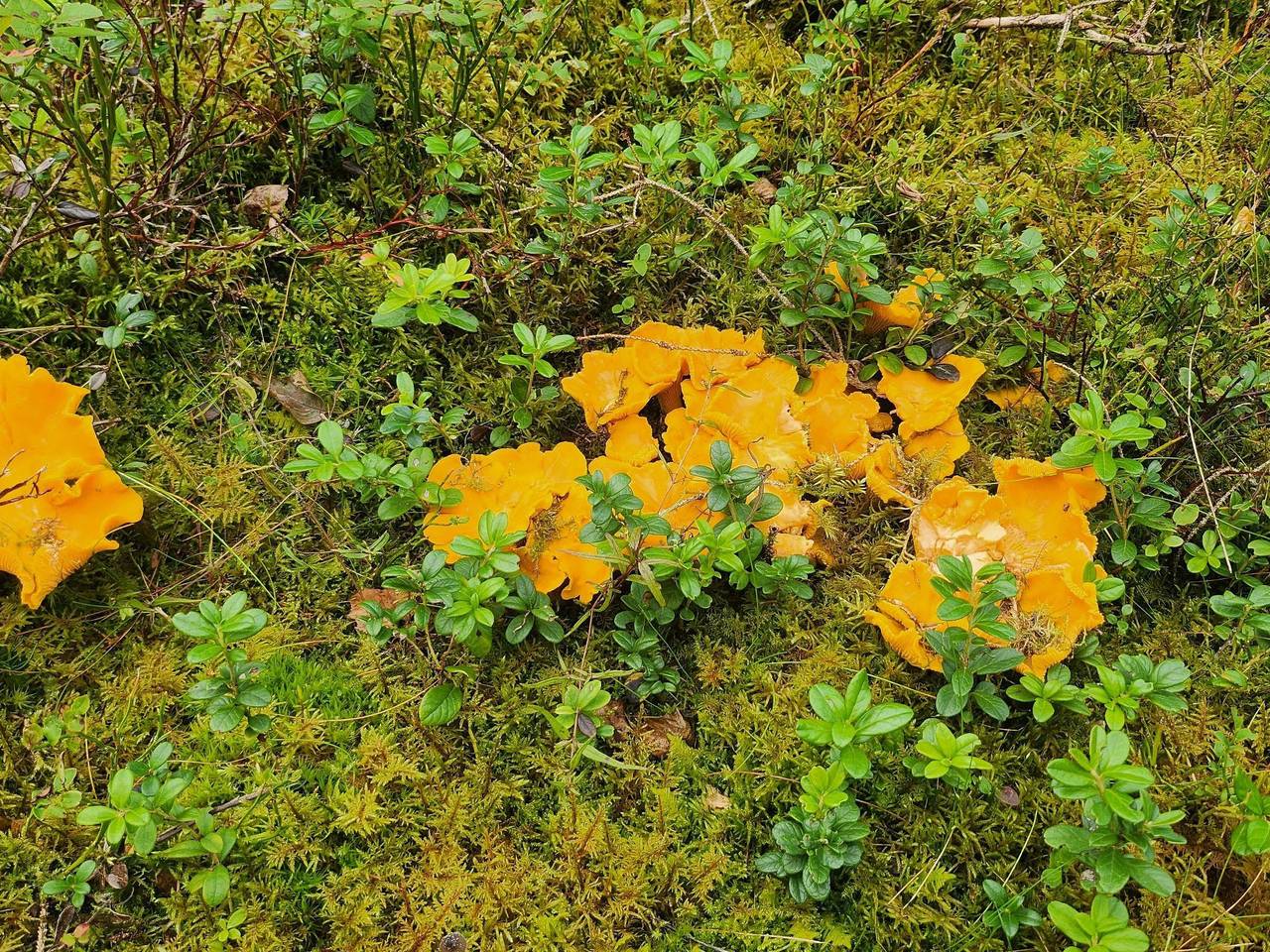Cottage mit Whirlpool in Kalvshult, Kronoberg