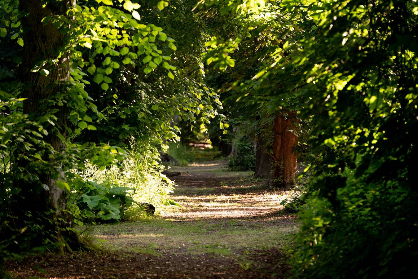 Jungle Bell Tent in Hampshire