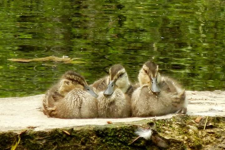 Vacation rental for 10 people, with yard in Door County