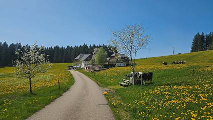 Gîte pour 2 personnes, avec jardin, animaux acceptés à Titisee-Neustadt