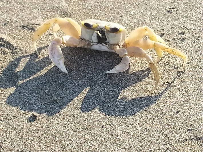 Villa for 6 people, with pool and balcony in Kiawah Island