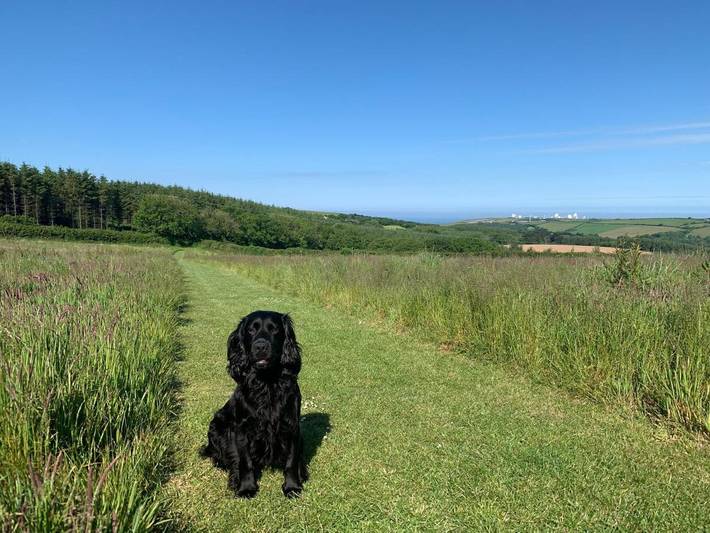 Ferienpark für 4 Personen, mit Garten in Cornwall - 3