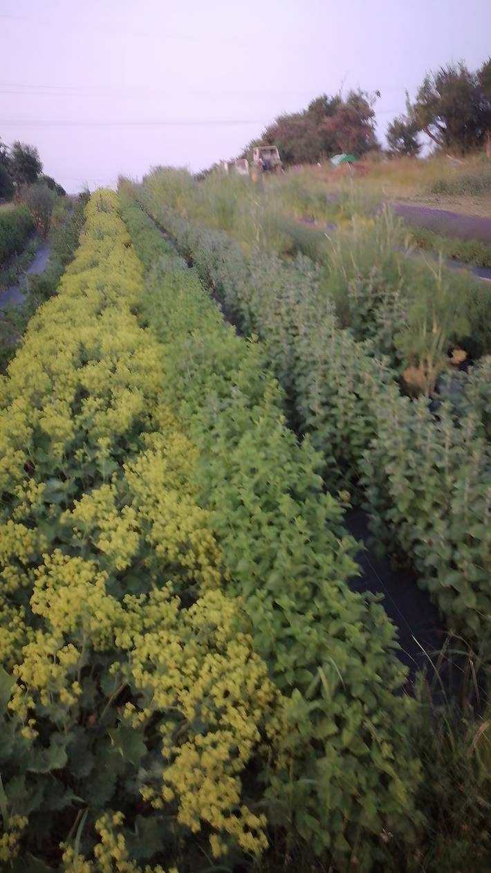 Ferienwohnung für 3 Personen, mit Garten im Kraichgau - 4